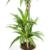Dracaena Deremensis White Stripe mit Korb Ø21cm, 90-110cm Bild 4