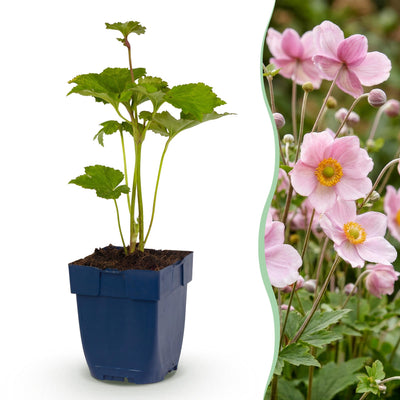 Green boutiQ - Perennials - Anemone hybr. 'Königin Charlotte' - Japanese Anemone - Shade - Pink - 1 plant - Pot 11cm - Height 15-25cm