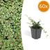 Cotoneaster 'Queen of Carpets' - Bodendecker, 60 Stk. Bild 1