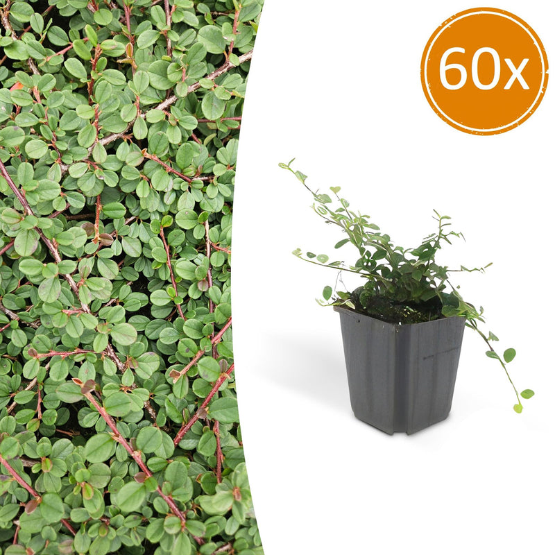 Cotoneaster 'Queen of Carpets' - Bodendecker, 60 Stk.