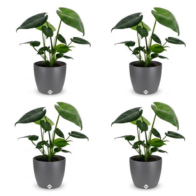 Green boutiQ - Monstera Deliciosa - Fensterblatt - 4 Pflanzen - mit Grau Topf - Topf 12cm - Höhe - 30cm