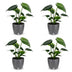 Green boutiQ - Monstera Deliciosa - Fensterblatt - 4 Pflanzen - mit Grau Topf - Topf 12cm - Höhe - 30cm Bild 2