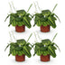 Green boutiQ - Houseplant - Maranta Fascinator Lemon Lime - Prayer Plant - Pet-friendly - Green - 4 plants - Pot 12cm - Height 30-35cm Bild 2
