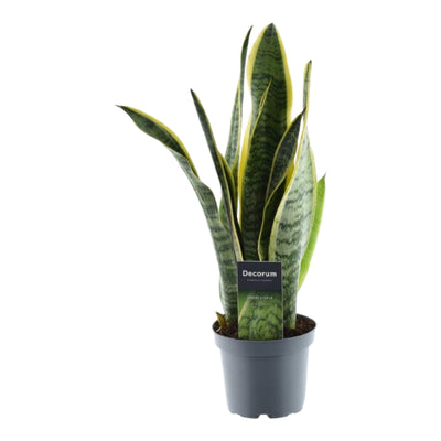 Sansevieria Laurentii (Bogenhanf) - 45cm, ø12cm Topf