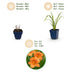 Green boutiQ - Perennial - Hemerocallis Mauna Loa - Daylily - Bee and Butterfly Attractors - Orange - 12 Plants - Pot 11cm - Height 15-25cm Bild 5