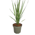 3x Panicum virgatum „Northwind“ – Kräftig aufragendes Ziergras mit schlanker Wuchsform | Topfgröße 12 cm Bild 2
