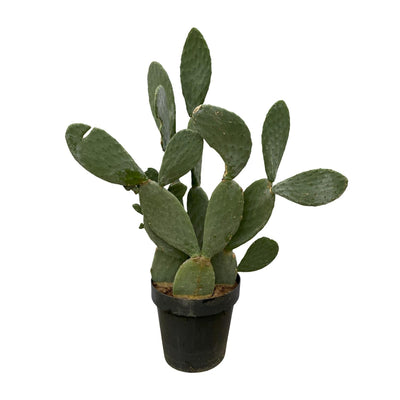 Opuntia Ficus Indica Kaktus, 120cm Höhe, Ø38cm Topf