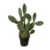 Opuntia Ficus Indica Kaktus, 120cm Höhe, Ø38cm Topf Bild 1