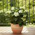 Hydrangea Teller Nizza Blue im 23cm Topf – Elegante blaue Hortensie Bild 3