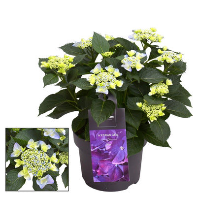 Hydrangea Teller Nizza Blue im 23cm Topf – Elegante blaue Hortensie