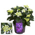 Hydrangea Teller Nizza Blue im 23cm Topf – Elegante blaue Hortensie Bild 1