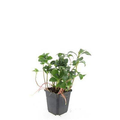 48x Pachysandra 'Green Sheen' - Immergrüner Bodendecker für Schatten