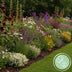 GreenboutiQ Staudenpaket: Bienen- & Schmetterlingsfreundlich, 24 Stauden Bild 4
