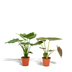 Alocasia Set: Elefantenohr Cucullata & Wentii 2er Pack Bild 1