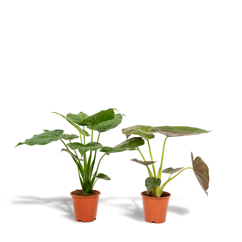 Alocasia Set: Elefantenohr Cucullata & Wentii 2er Pack