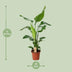 Strelitzia Nicolai 'Paradiesvogelblume' Ø19cm, 90cm hoch Bild 2