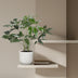 Philodendron Green Wonder 100cm - ø24cm Topf Bild 3