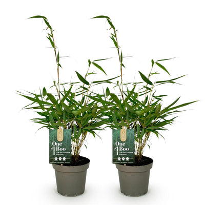 Green boutiQ Fargesia robusta Pingwu Bambus - Nicht wuchernd - 2 Pflanzen