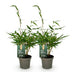 Green boutiQ Fargesia robusta Pingwu Bambus - Nicht wuchernd - 2 Pflanzen Bild 2