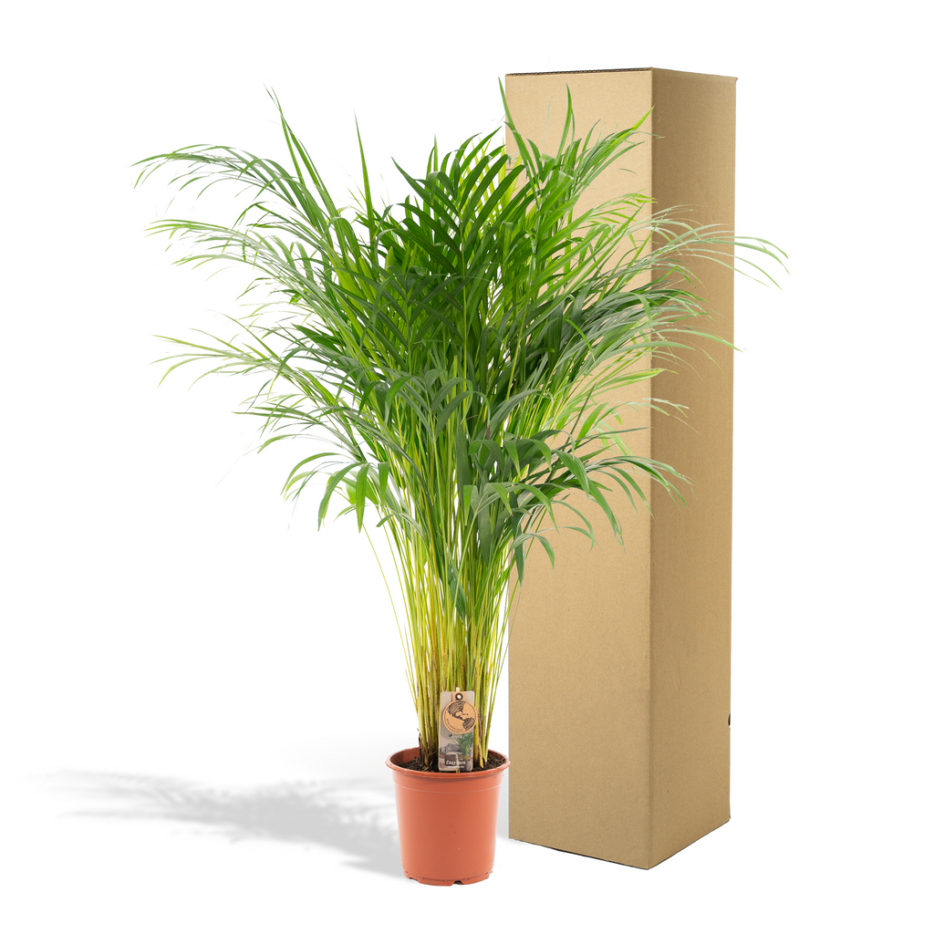Areca-Palme - Ø21cm - ↕100cm