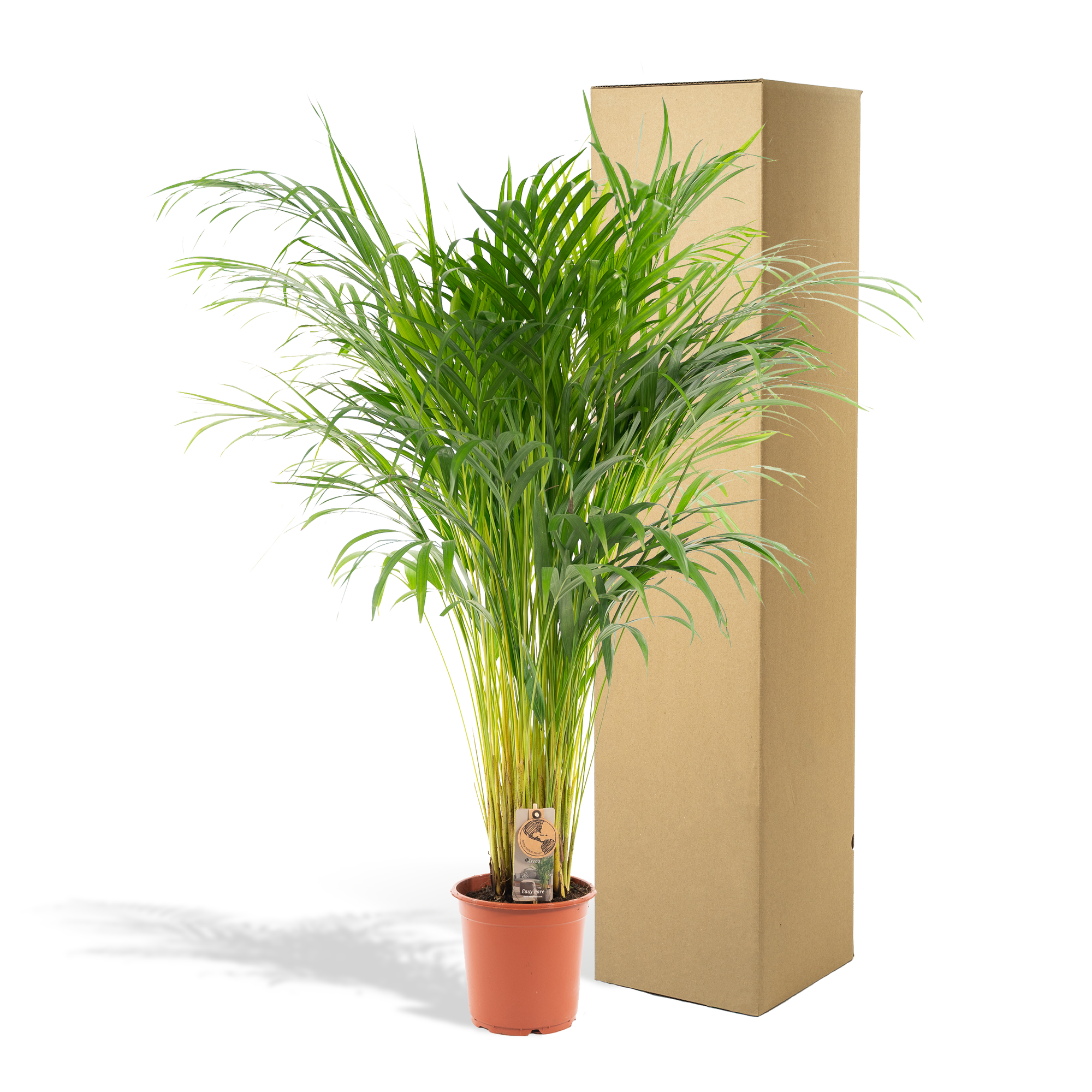 Areca-Palme - Ø21cm - ↕100cm