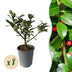 Ilex Blue Maid Heckenpflanzen – 8 Stück für 1m dichte, grüne Hecke Bild 1
