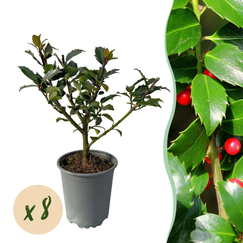 Ilex Blue Maid Heckenpflanzen – 8 Stück für 1m dichte, grüne Hecke