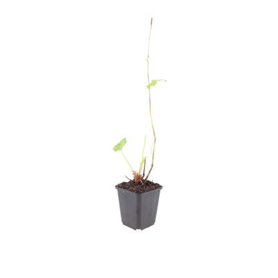 24x Persicaria a. 'Alba' - Staude mit weißen Blütenähren