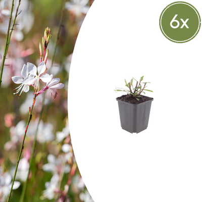 6x Gaura 'Whirling Butterflies' (10-25cm) im 9cm Topf