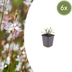 6x Gaura 'Whirling Butterflies' (10-25cm) in 9cm pots Bild 1