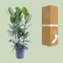 Ficus Audrey Bündel: 3 Stecklinge (Ø27cm, ↕105cm) für Ihr Zuhause Bild 3