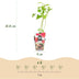 GreenboutiQ - Fruit Plants - Raspberry - Rubus idaeus Heritage - Winter Hardy - 6 Plants - 9 cm Pot - Red Raspberry Bild 3