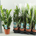Zamioculcas 14cm Topf - Pflegeleichte Grünpflanze, 65cm hoch Bild 2