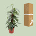 Epipremnum Pinnatum Cebu Blue: Elegant Houseplant with Blue-Green Leaves Bild 4