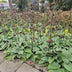6x Phlomis russeliana Staude ↕10-25cm Ø9cm Bild 7
