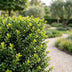 40x Ilex crenata 'Convexa' Japanische Stechpalme, 20-30cm, Topf 9cm Bild 4
