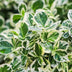 Euonymus Emerald Gaiety Stamm 90cm: Immergrüne Eleganz für Ihre Terrasse Bild 5