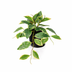 Artificial Hoya Variegata - 23cm, realistic & easy-care Bild 1