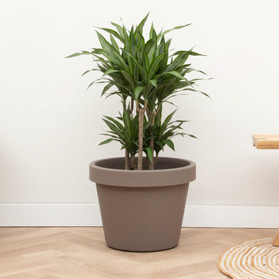 Pot Lira Tortora: Elegant Houseplant, Ø65 x H58 cm