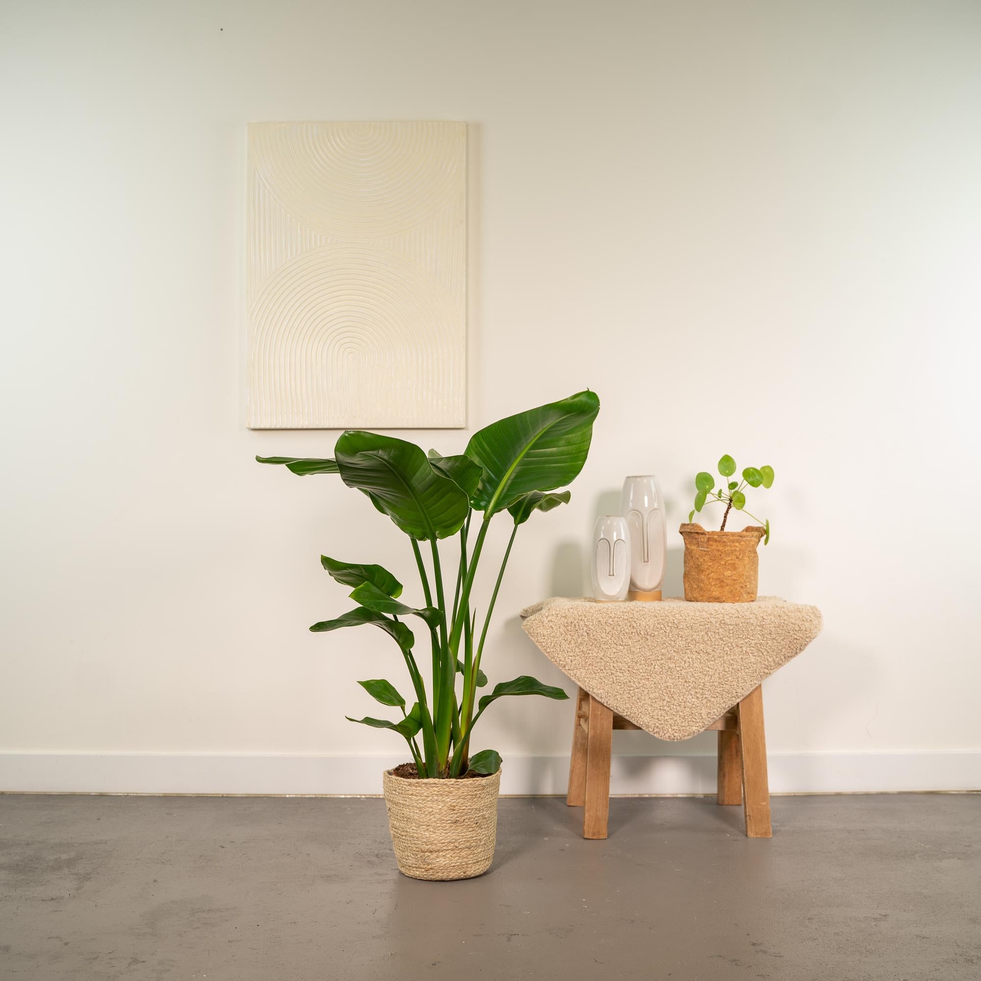 Strelitzia Nicolai - Ø19cm - ↕90cm + Korb Selin