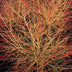 24x Blutweiderich 'Anny's Winter Orange' - 10-25cm - Ø9cm Bild 6