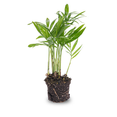 Chamaedorea elegans 'Baby' – Kleine Salonpalme für Ihr Zuhause