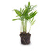 Chamaedorea elegans 'Baby' – Small Parlor Palm for Your Home Bild 2