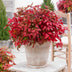 Nandina Blush Pink (Dunkelrosa) - Immergrün, pflegeleicht, 40cm, Topf 17cm Bild 5