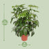 Schefflera Actinophylla Amate - Ø30cm - ↕120cm Bild 2