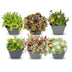 6x Alpenmix Staude - Ø7cm - 10-12cm hoch Bild 1