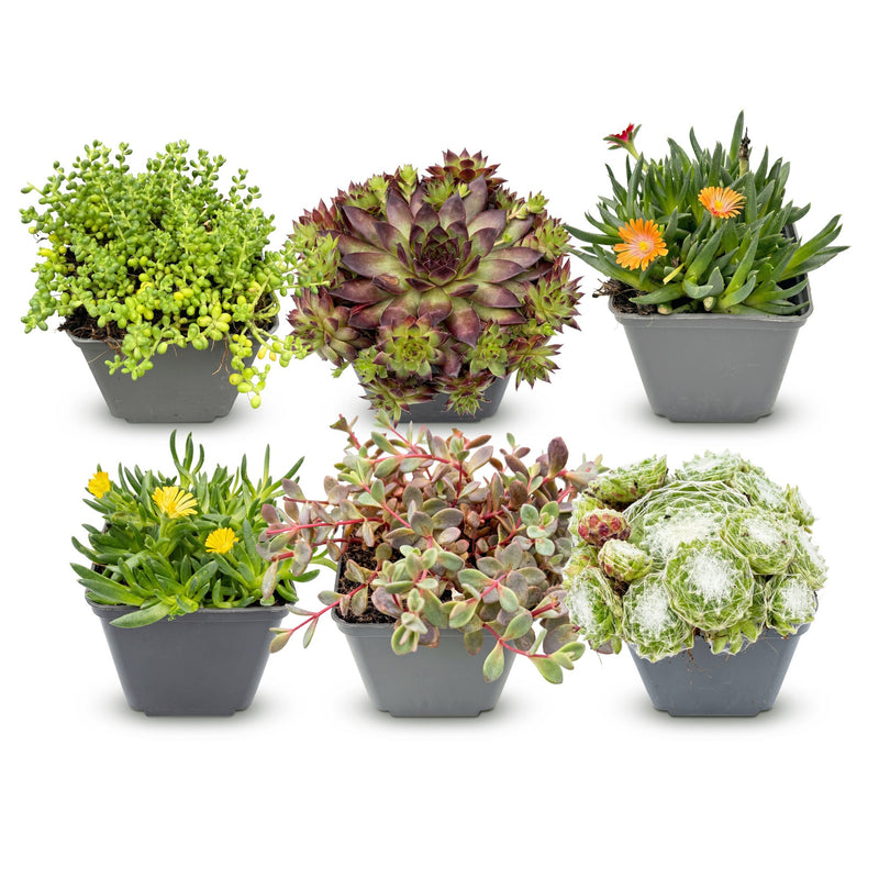 6x Alpenmix Staude - Ø7cm - 10-12cm hoch