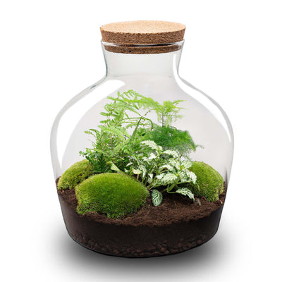 Flaschengarten 'Fat Joe grün' DIY-Pflanzterrarium, 30 cm, ohne Werkzeuge