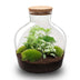 Flaschengarten 'Fat Joe grün' DIY-Pflanzterrarium, 30 cm, ohne Werkzeuge Bild 2