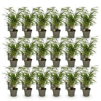 18x Fargesia Rufa - Immergrüner, nicht-invasiver Bambus, 35cm